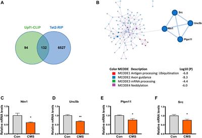 The Tet2–Upf1 complex modulates mRNA stability under stress conditions